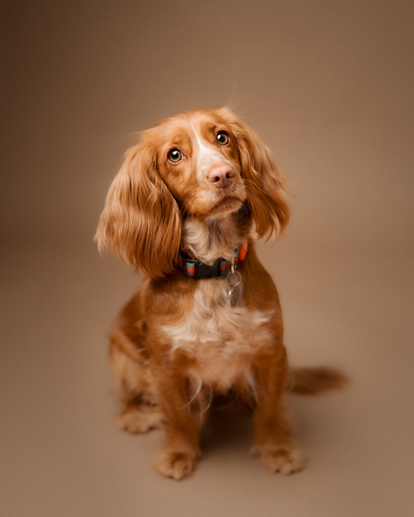 Pet Portrait Photography