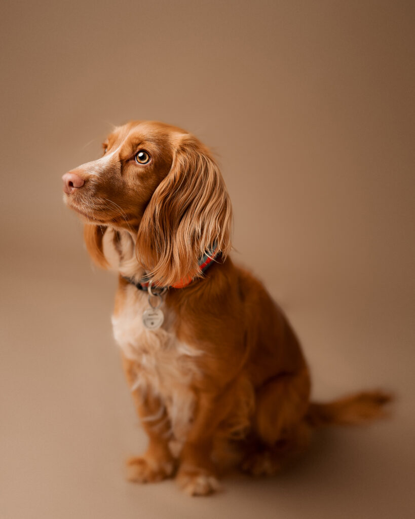 Pet Portrait Photography in milton keynes
