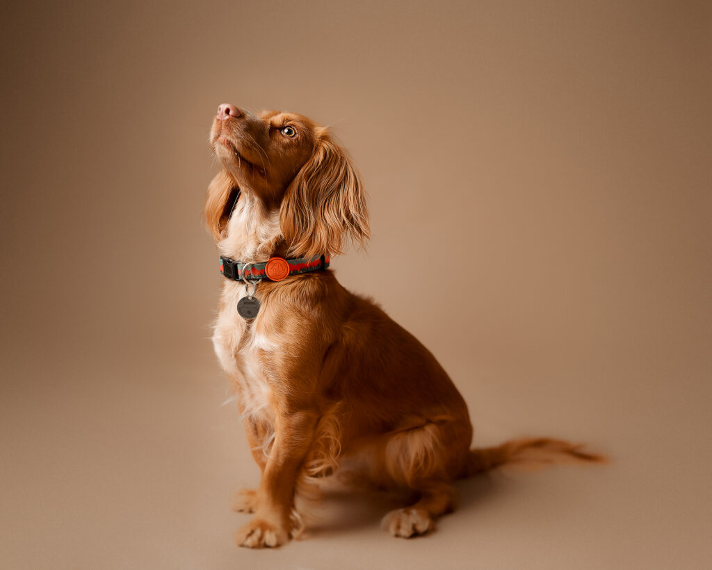 Pet Portrait Photography in milton keynes