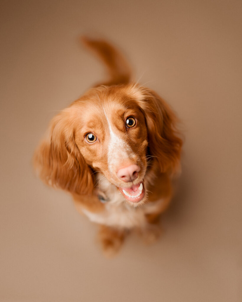 Pet Portrait Photography in milton keynes