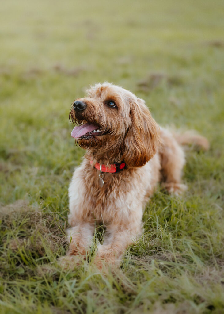 Pet Portrait Photography in milton keynes