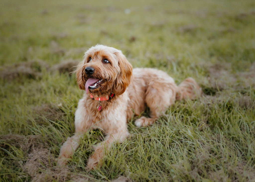 Pet Portrait Photography in milton keynes