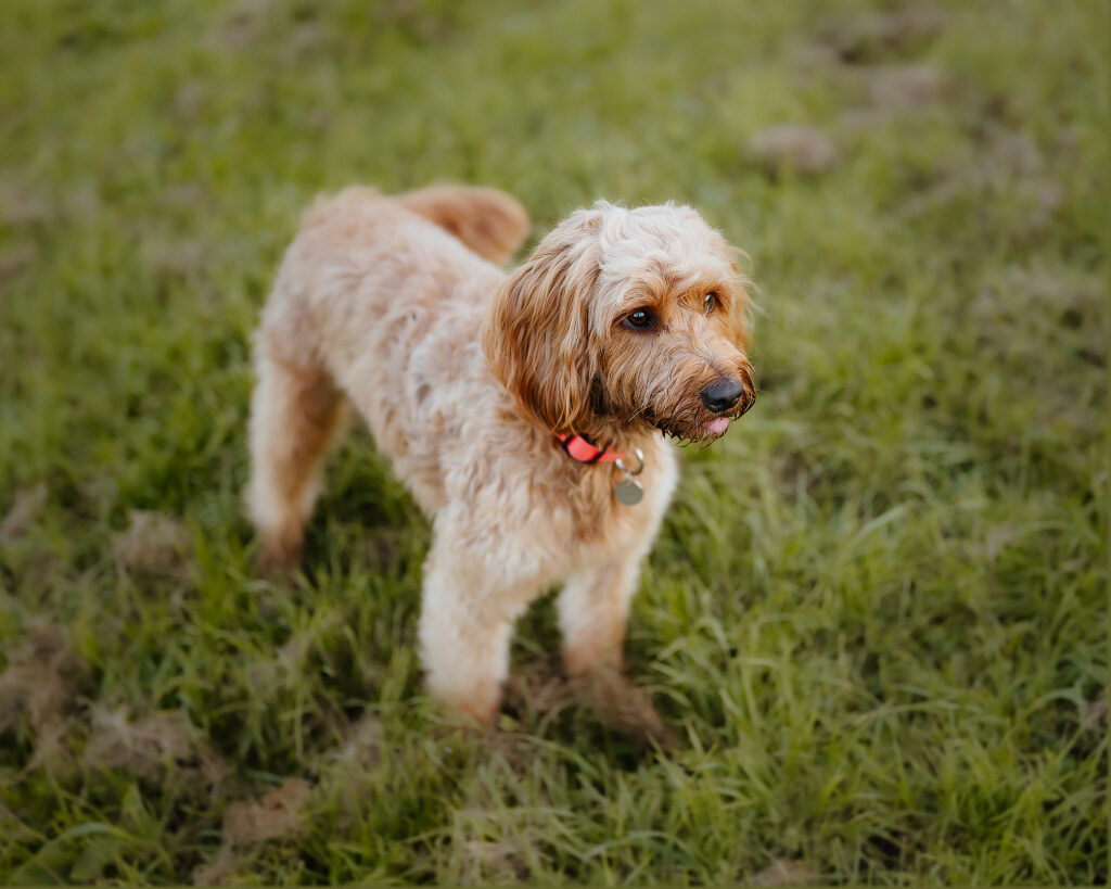 Pet Portrait Photography in milton keynes