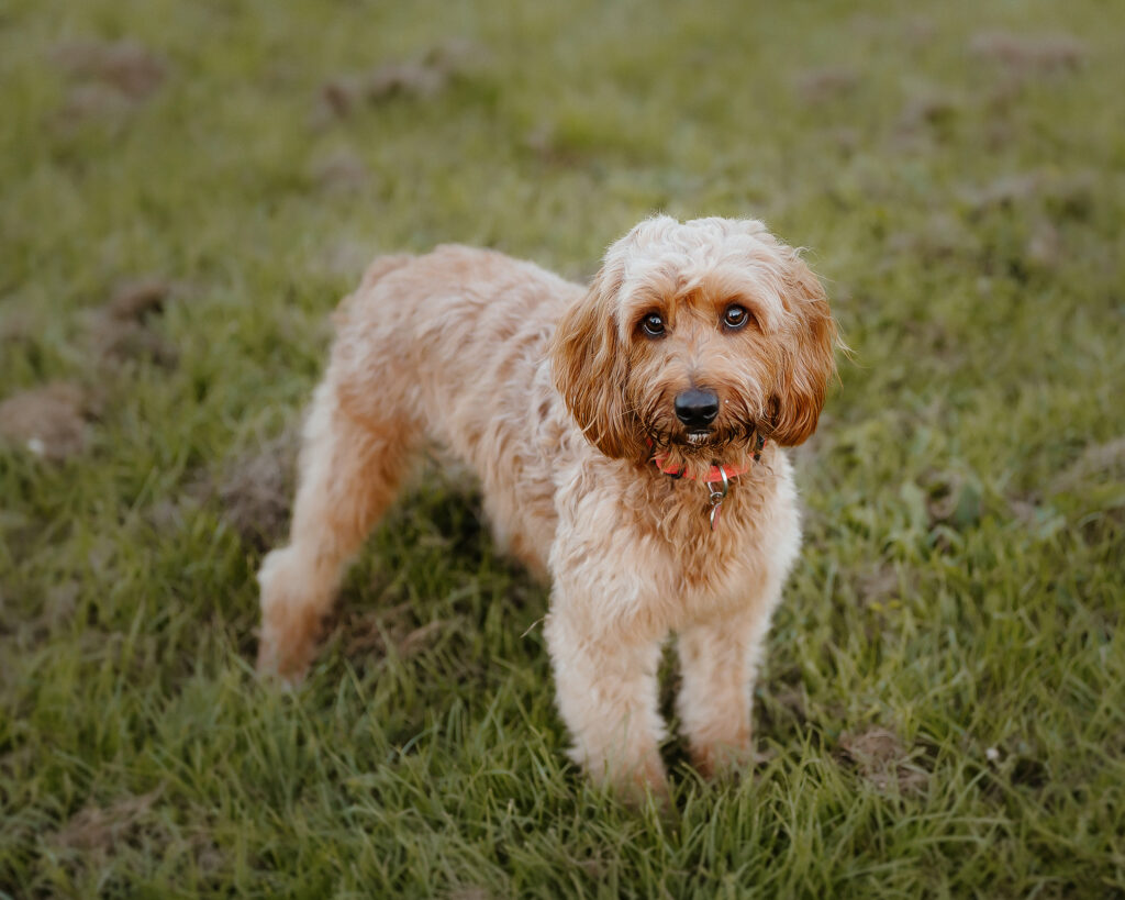 Pet Portrait Photography in milton keynes